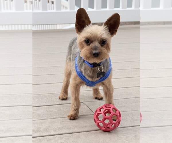 Medium Photo #6 Mutt Puppy For Sale in Allentown,, PA, USA