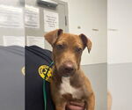 Small Black and Tan Coonhound Mix