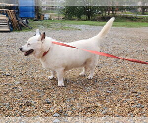 Keeshond-Unknown Mix Dogs for adoption in Jackson, MS, USA