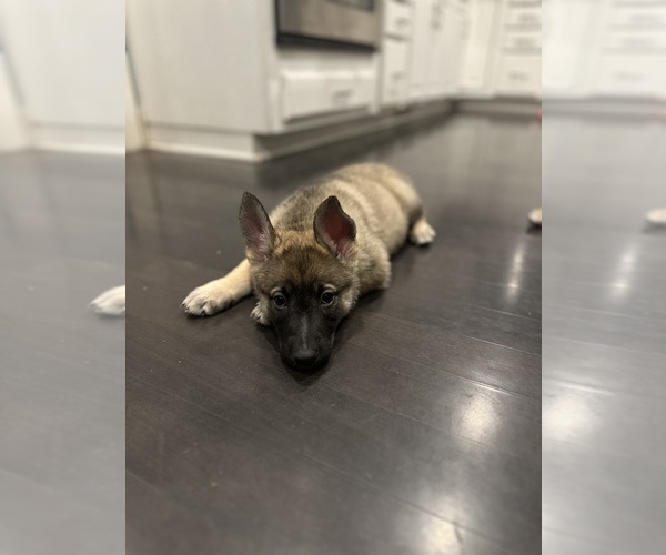 Medium Photo #3 German Shepherd Dog Puppy For Sale in BURTON CITY, OH, USA