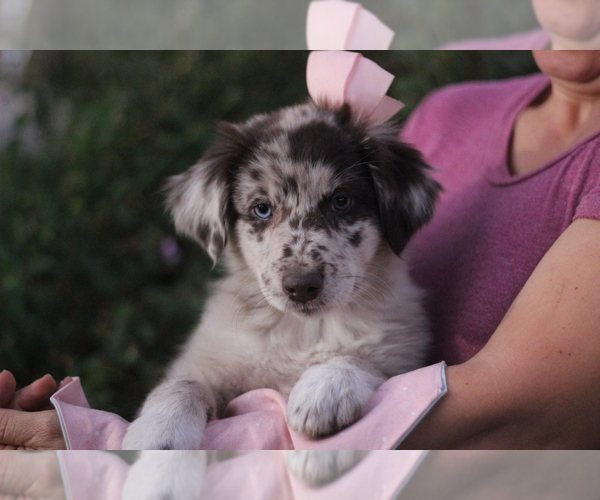 Medium Photo #19 Australian Shepherd Puppy For Sale in MODESTO, CA, USA