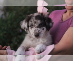 Small #18 Australian Shepherd