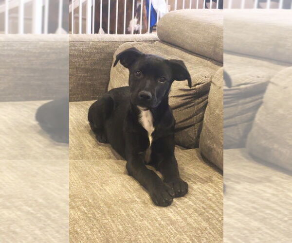 Medium Photo #10 Labrottie Puppy For Sale in Lakewood, CO, USA