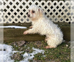 Small Photo #1 Maltese Puppy For Sale in MIDDLEBURY, IN, USA