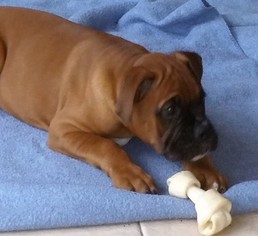 Boxer Puppy for sale in PORT HAYWOOD, VA, USA