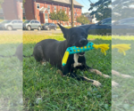 Small #1 Mutt