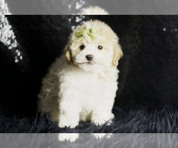 Medium Photo #31 Maltipoo Puppy For Sale in WARSAW, IN, USA
