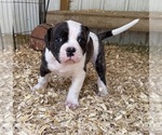 Puppy Male 4 American Bulldog