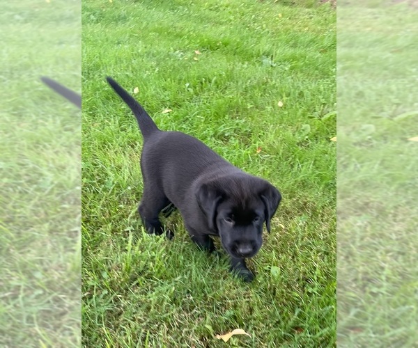 Medium Photo #9 Labrador Retriever Puppy For Sale in SWANTON, MD, USA