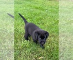 Small #4 Labrador Retriever