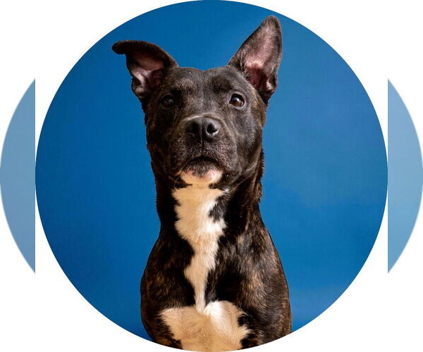 Medium Photo #1 American Pit Bull Terrier-Unknown Mix Puppy For Sale in Rowlett, TX, USA