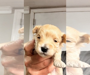 Maltipoo Litter for sale in ALEXANDRIA, VA, USA