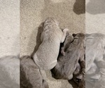 Litter of 8 - Male(s) and Female(s) Chesapeake Bay RetrieverLitter of Puppies for Sale - Photo #6