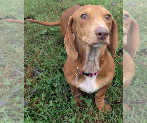 Medium Photo #6 Dachshund Puppy For Sale in Shelbyville, TN, USA