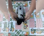 Small Photo #23 German Shorthaired Pointer Puppy For Sale in ARGONNE, WI, USA