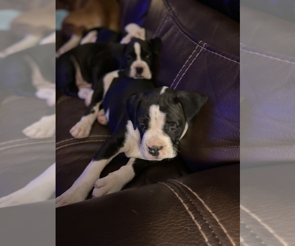 Medium Photo #1 Boxer Puppy For Sale in JACKSON, TN, USA