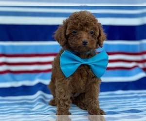 Poodle (Toy) Puppy for sale in LANCASTER, PA, USA