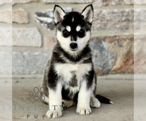Medium Photo #3 Gerberian Shepsky Puppy For Sale in HONEY BROOK, PA, USA