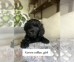 Small #4 Poodle (Standard)