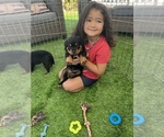 Small Photo #12 Rottweiler Puppy For Sale in NAPA, CA, USA
