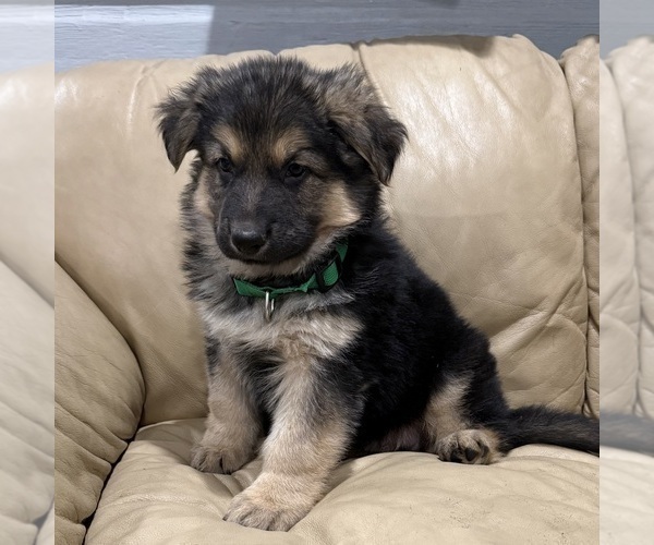 Medium Photo #30 German Shepherd Dog Puppy For Sale in BRIGHTON, CO, USA