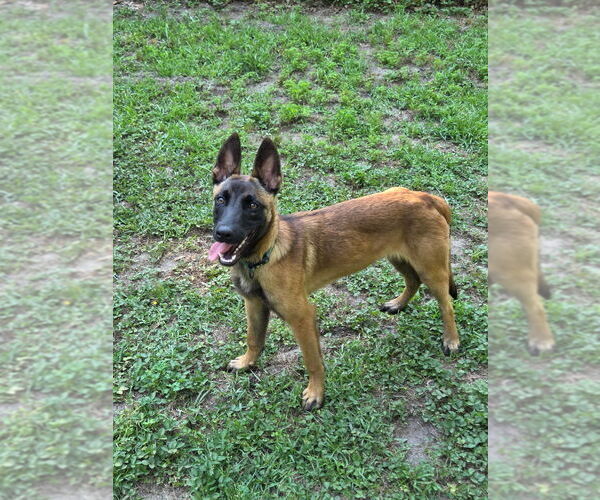 Medium Photo #4 Mutt Puppy For Sale in Imlay City, MI, USA