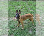 Small #3 Mutt