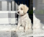 Small Photo #6 Labradoodle Puppy For Sale in TAHLEQUAH, OK, USA