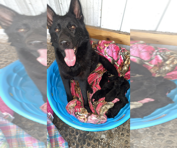 Medium Photo #2 German Shepherd Dog Puppy For Sale in SPRINGVILLE, IN, USA
