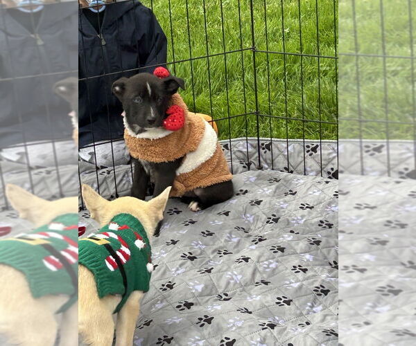 Medium Photo #3 Border Collie-Boxer Mix Puppy For Sale in San Diego , CA, USA