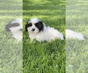 ShihPoo Puppy for Sale in CANOGA, New York USA