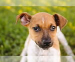 Small Photo #13 Mutt Puppy For Sale in Princeton, MN, USA
