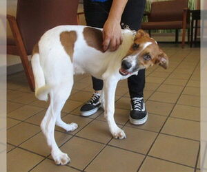 Mutt Dogs for adoption in Ocala, FL, USA