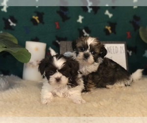 Shih Tzu Puppy for sale in WINSTON SALEM, NC, USA