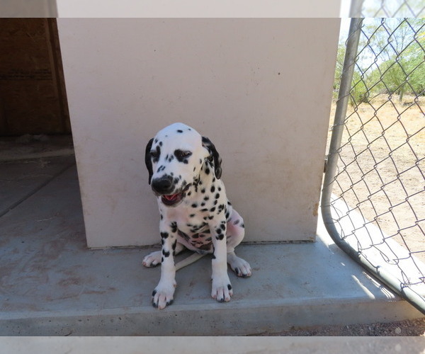 Medium Photo #1 Dalmatian Puppy For Sale in TUCSON, AZ, USA
