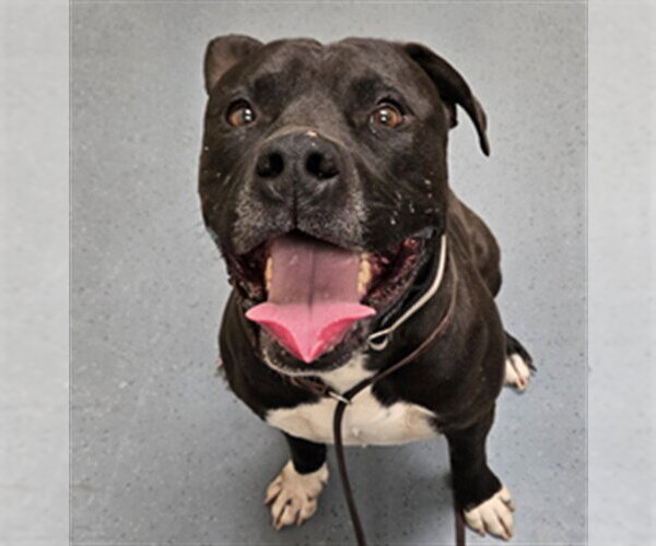 Medium Photo #1 American Pit Bull Terrier Puppy For Sale in Denver, CO, USA