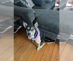 Small #4 Huskies  Mix