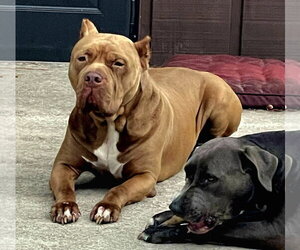 Brutus - Male American Bulldog Dog for Adoption - Photo #2