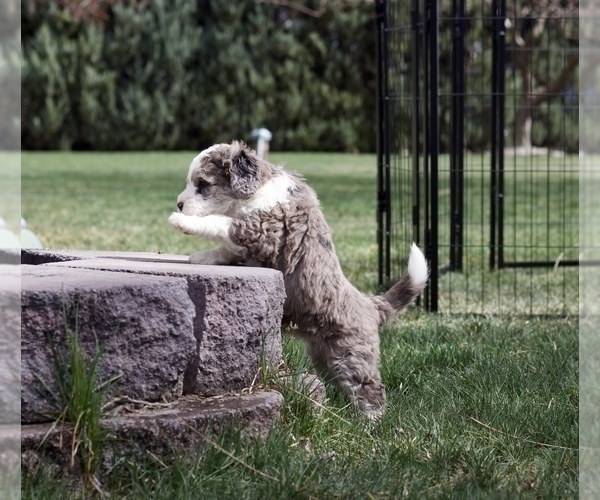 Medium Photo #3 Bernedoodle Puppy For Sale in KENNEWICK, WA, USA