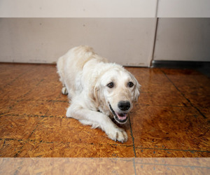 Mother of the English Cream Golden Retriever puppies born on 12/17/2024
