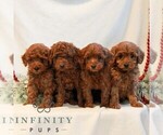 Small Photo #2 Goldendoodle (Miniature) Puppy For Sale in LITITZ, PA, USA