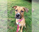 Small #17 Labrador Retriever-Rhodesian Ridgeback Mix