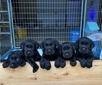 Image preview for Ad Listing. Nickname: Litter of 6