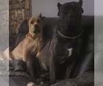 Image preview for Ad Listing. Nickname: Litter of 9