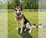 Small #2 German Shepherd Dog Mix