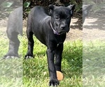 Small Photo #19 Cane Corso Puppy For Sale in ANDERSON, IN, USA
