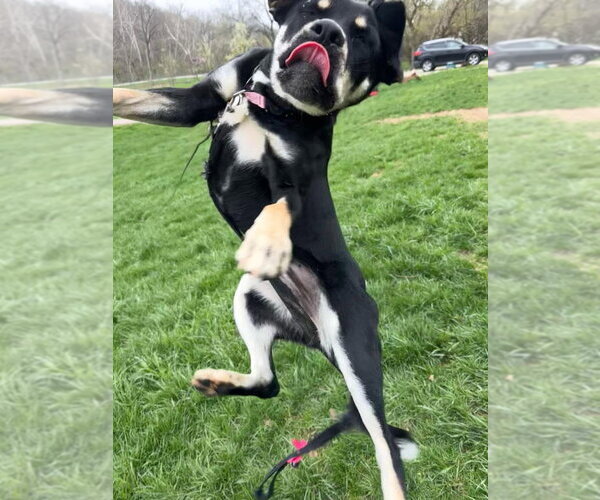 Medium Photo #3 Boxer-German Shepherd Dog Mix Puppy For Sale in Aurora, IN, USA