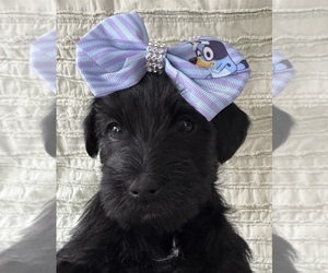 Schnauzer (Miniature) Litter for sale in HOUSTON, TX, USA