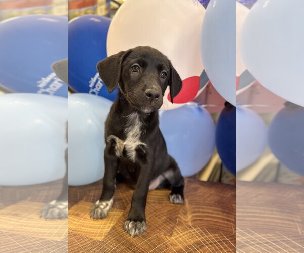 Medium Photo #2 Labrador Retriever-Unknown Mix Puppy For Sale in Oakhurst, NJ, USA