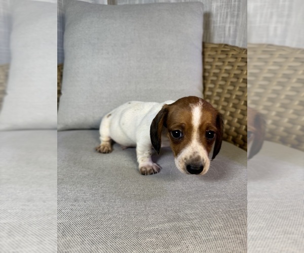 Medium Photo #8 Dachshund Puppy For Sale in ORLANDO, FL, USA